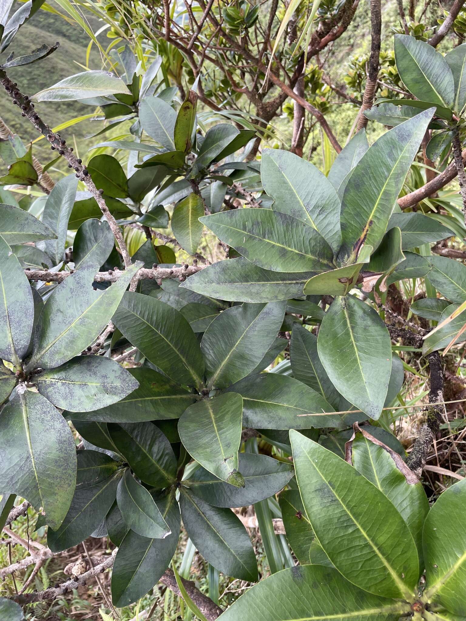 Image of Molokai colicwood