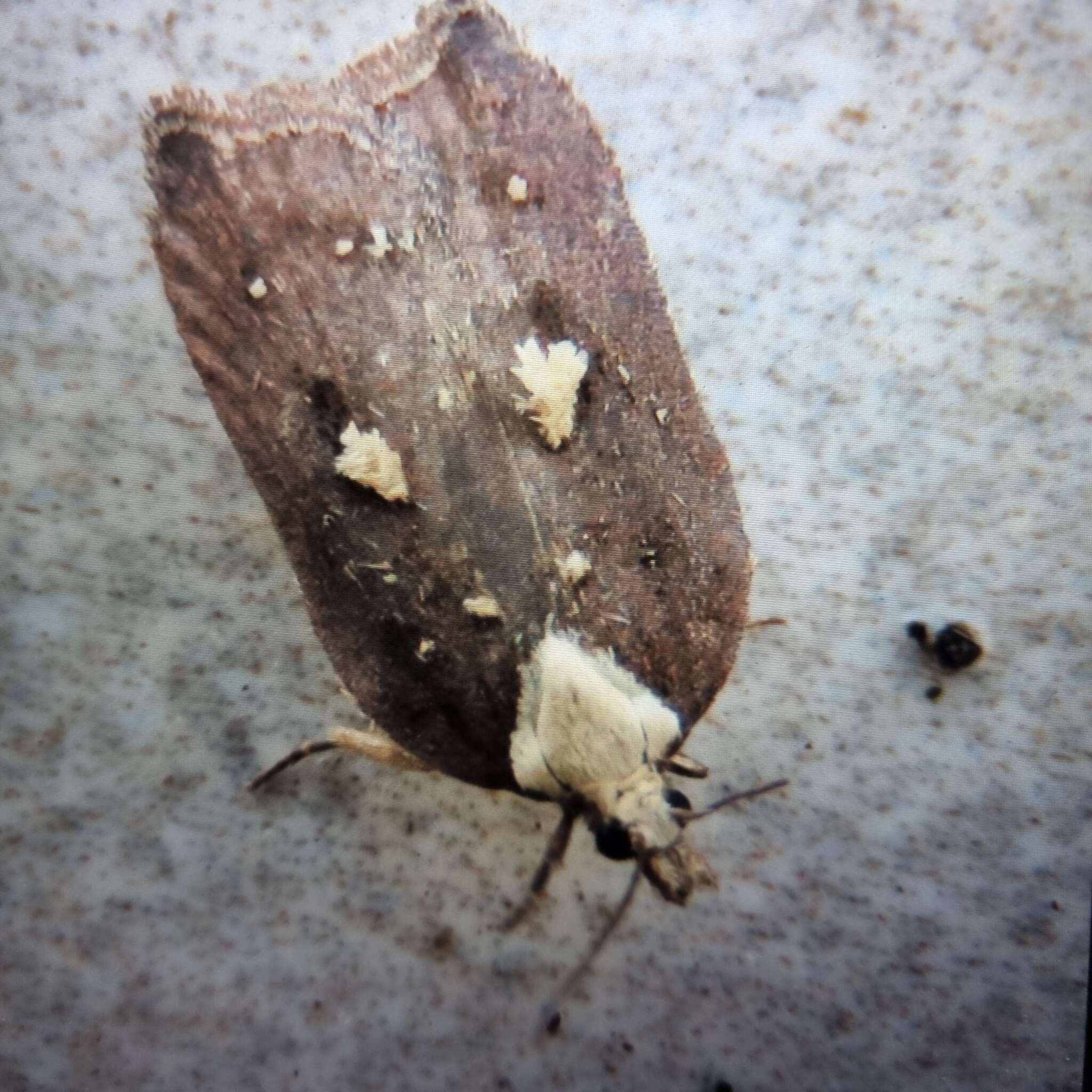 Image of Acleris cristana Denis & Schiffermüller 1775