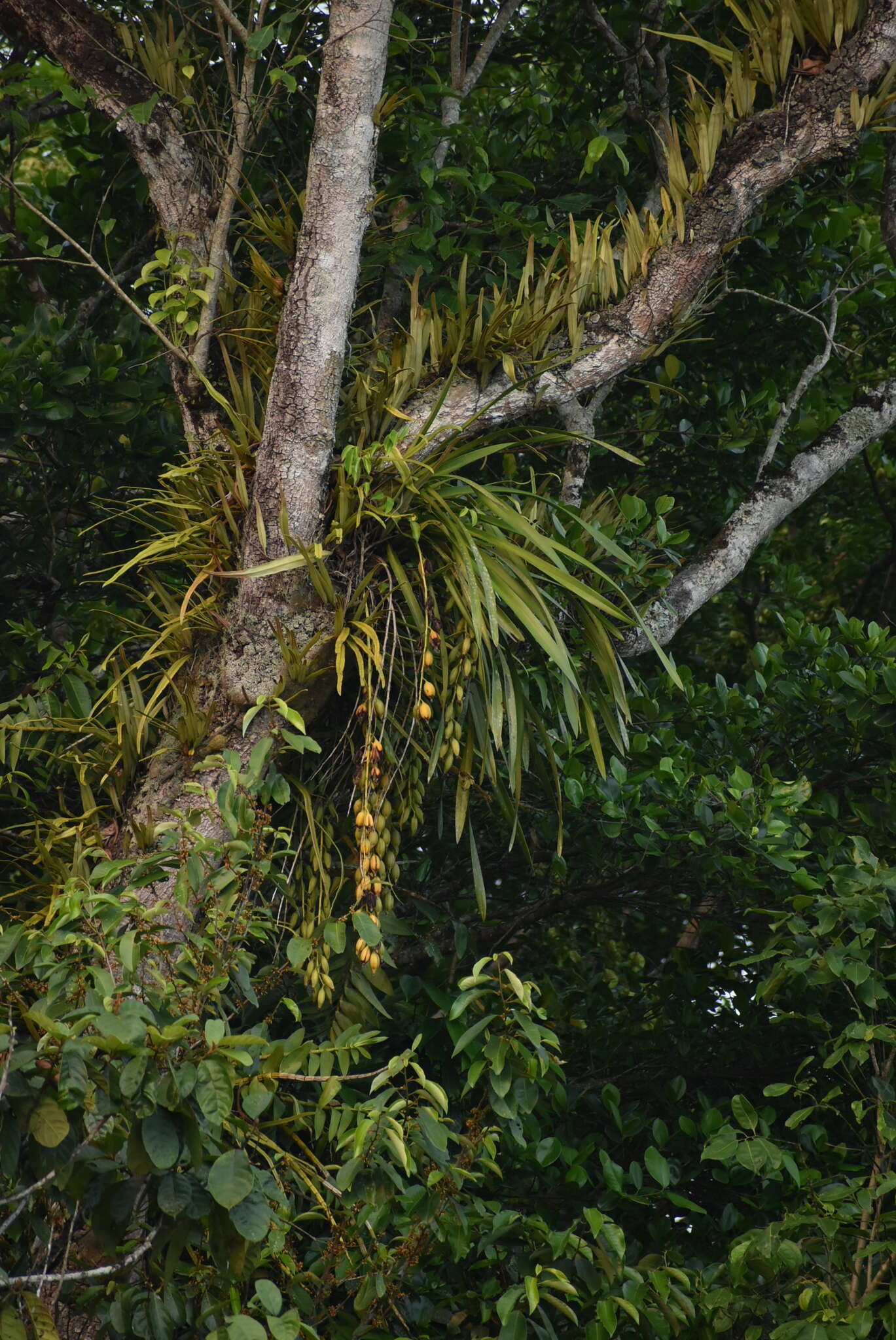 Image of Fern