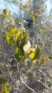 Sivun Croton glabellus subsp. polytrichus (Urb.) B. W. van Ee kuva