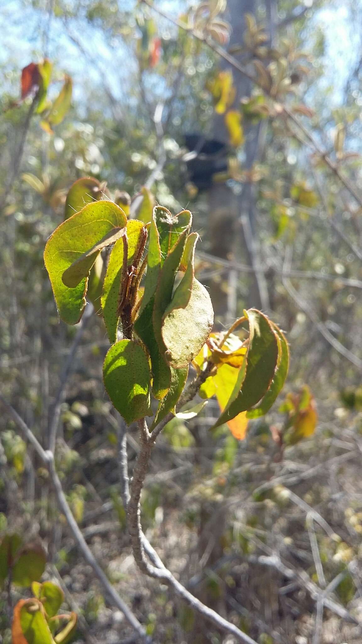 Sivun Croton glabellus subsp. polytrichus (Urb.) B. W. van Ee kuva