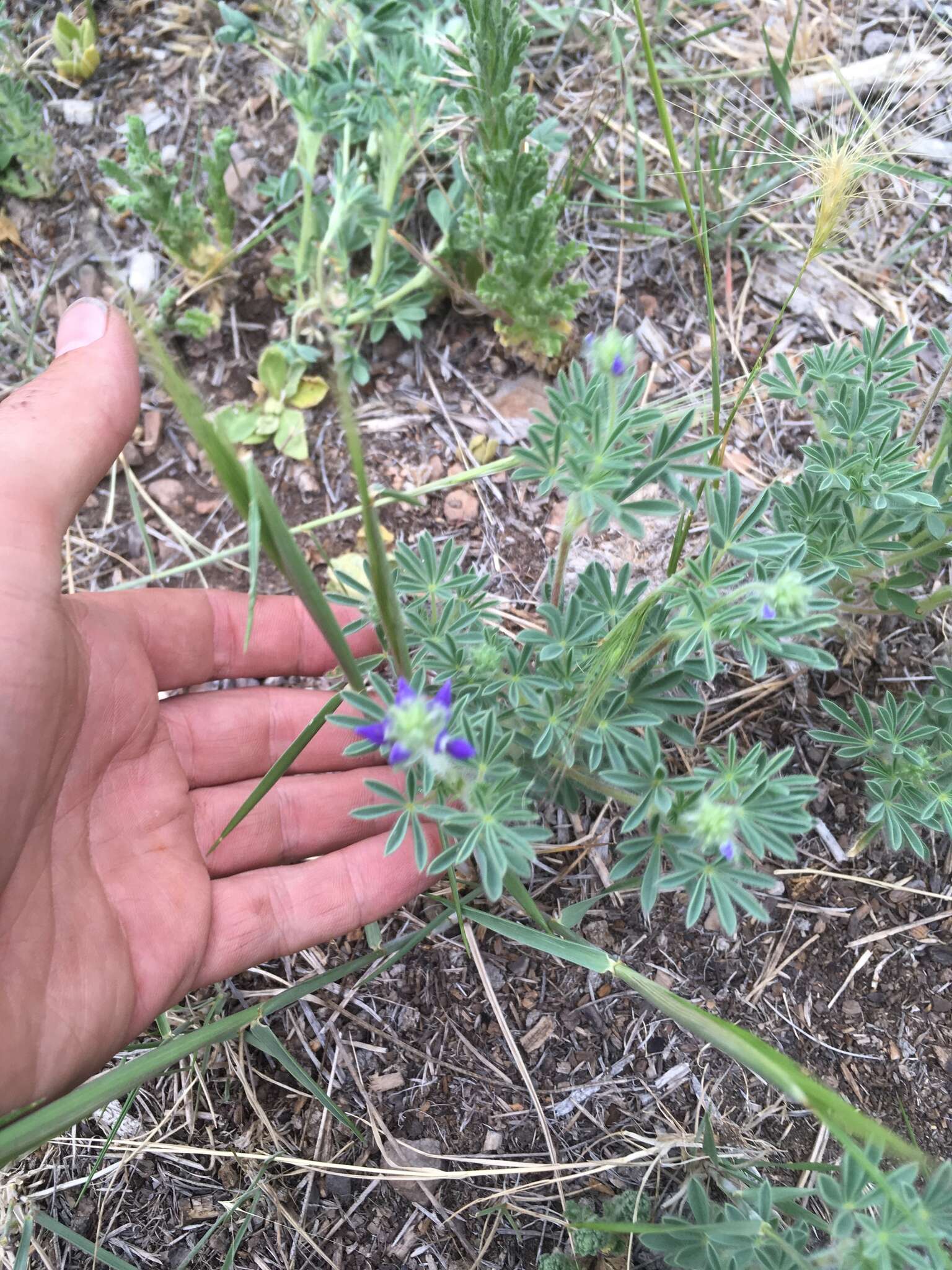 Plancia ëd Lupinus kingii S. Watson