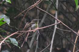 Image of Temminck's Sunbird