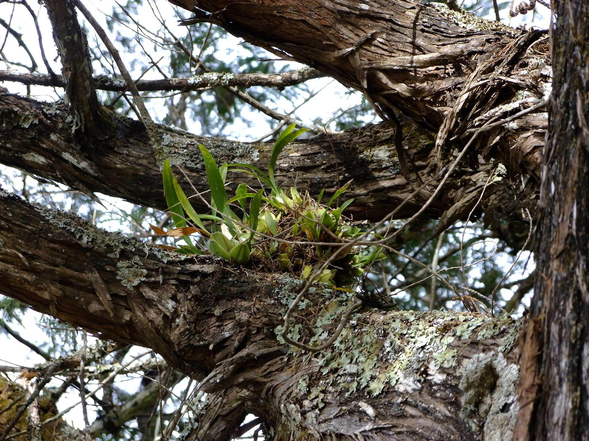 Image of Oncidium reflexum Lindl.