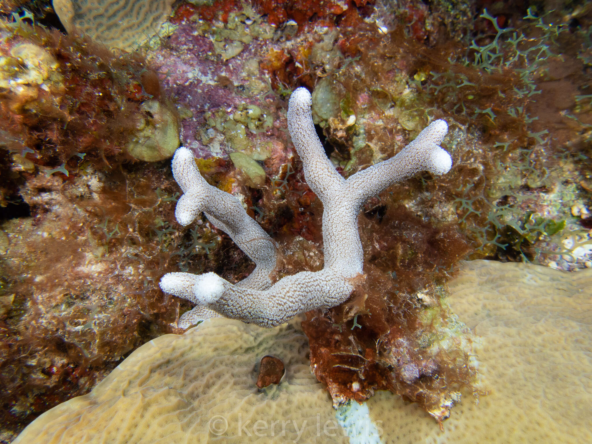 Image of Thin Finger Coral