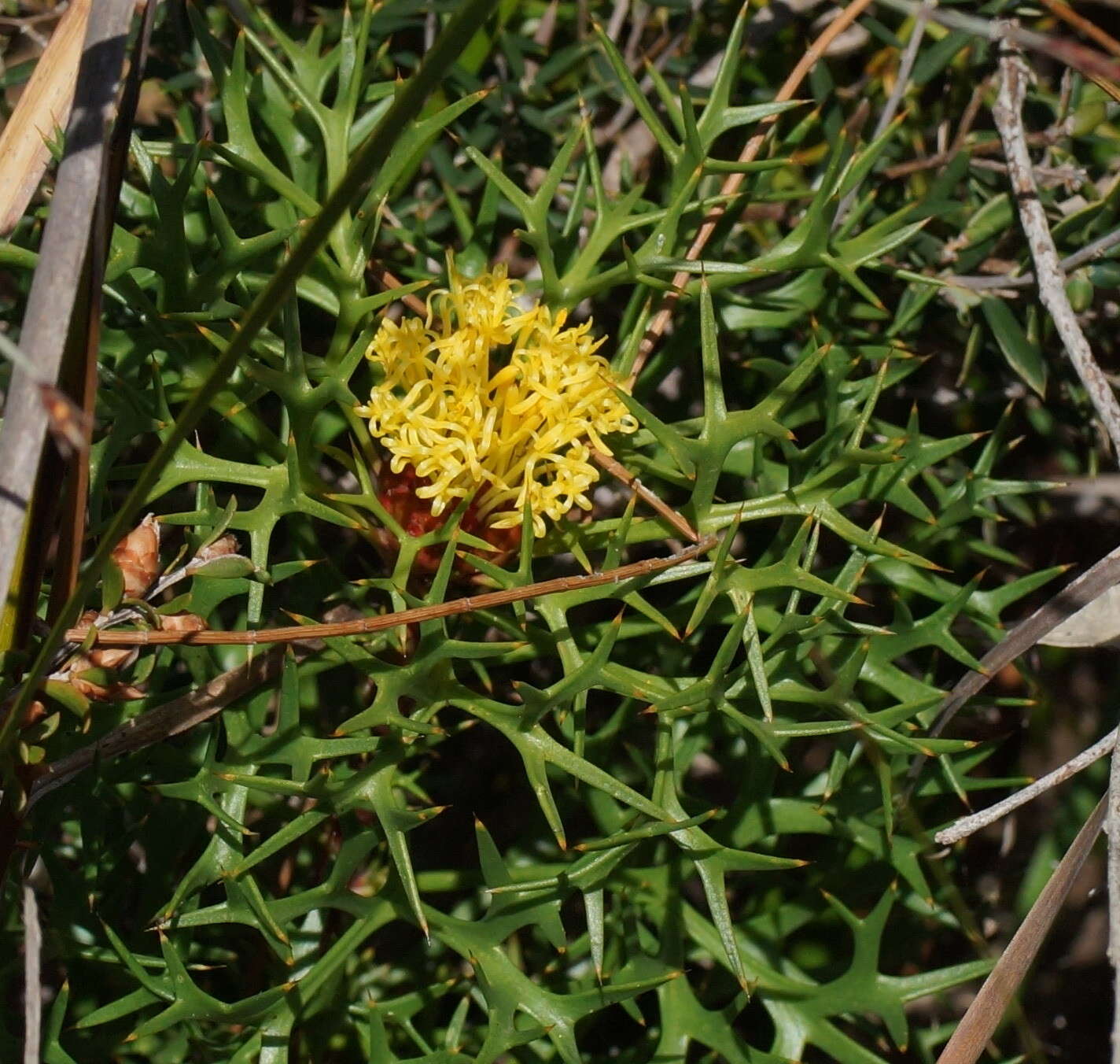 Imagem de Isopogon ceratophyllus R. Br.