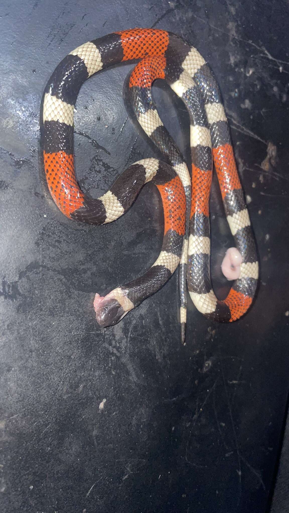 Image of Balsan Coral Snake