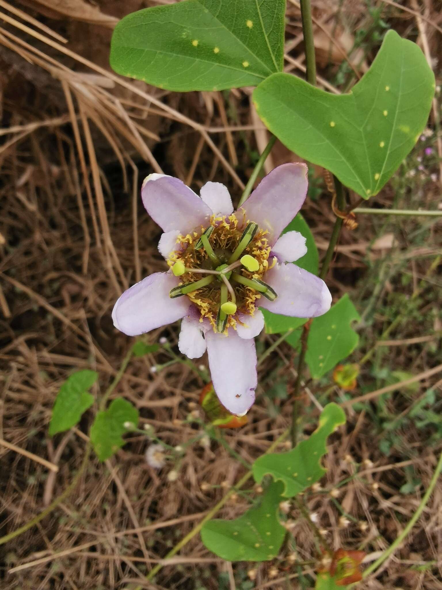 Слика од Passiflora bicornis Mill.