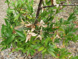 Image of California laurel