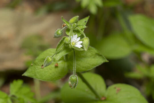 Image of Stellaria cupaniana (Jordan & Fourr.) Beguinot