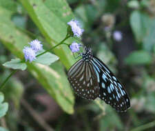 Image of Ideopsis vulgaris contigua Talbot 1939