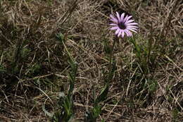 Image de Dimorphotheca spectabilis Schltr.