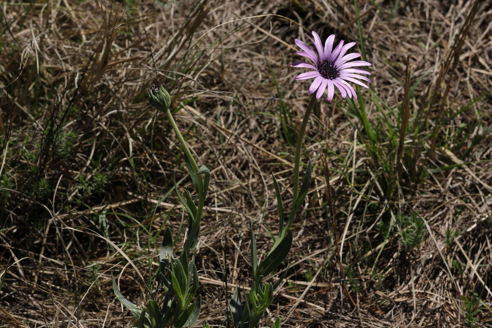 Image de Dimorphotheca spectabilis Schltr.