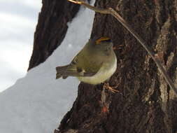 Image of Regulus regulus regulus (Linnaeus 1758)