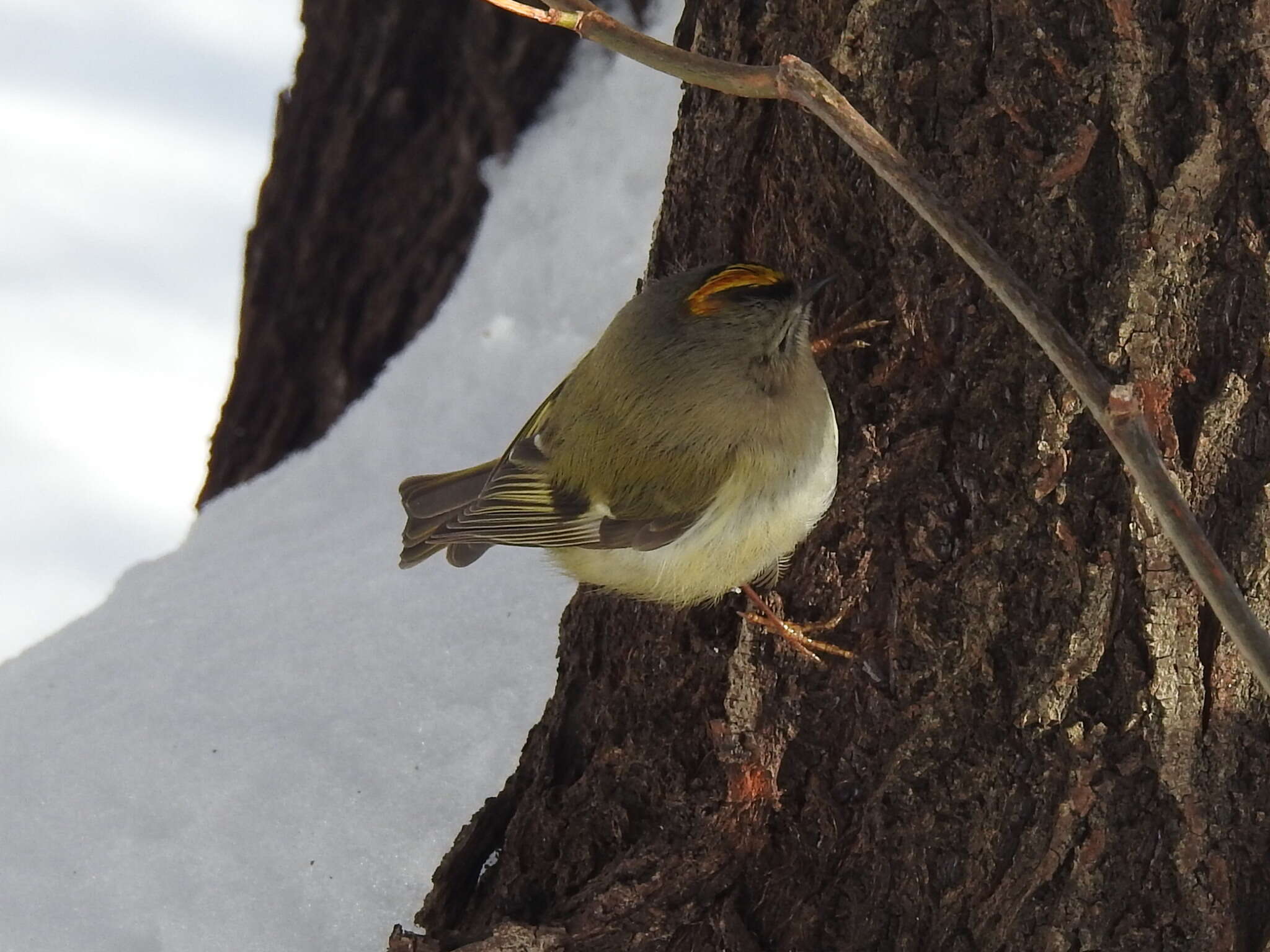 Image of Regulus regulus regulus (Linnaeus 1758)