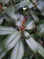 Image of Taiwanese photinia