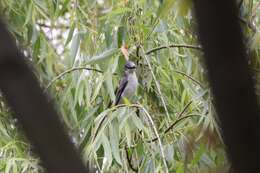 Image of Ashy Minivet