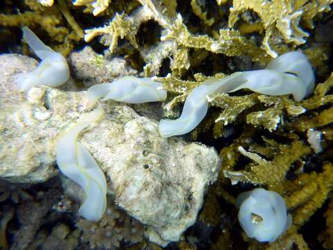 Image of Yellow edged transluscent slug