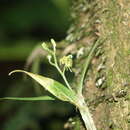 Image of Liparis vulturiceps Hermans & P. J. Cribb