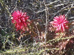 Слика од Pedicularis densiflora Benth.