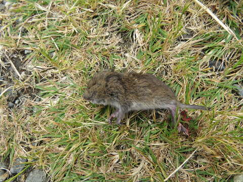 Image of Townsend's Vole