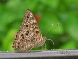 Image of Hackberry Emperor