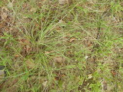 Image of tumble lovegrass