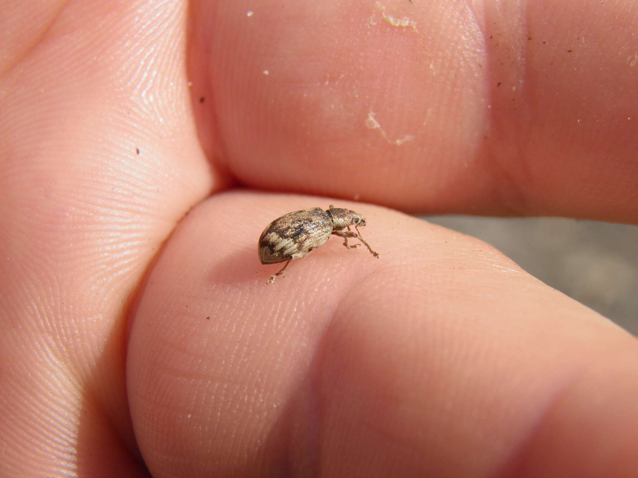 Polydrusus (Polydrusus) tereticollis (De Geer 1775) resmi