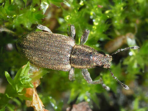 Image of Sitona humeralis Stephens 1831