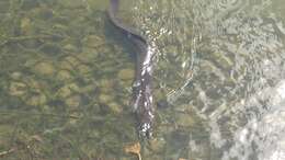 Image of Speckled longfin eel