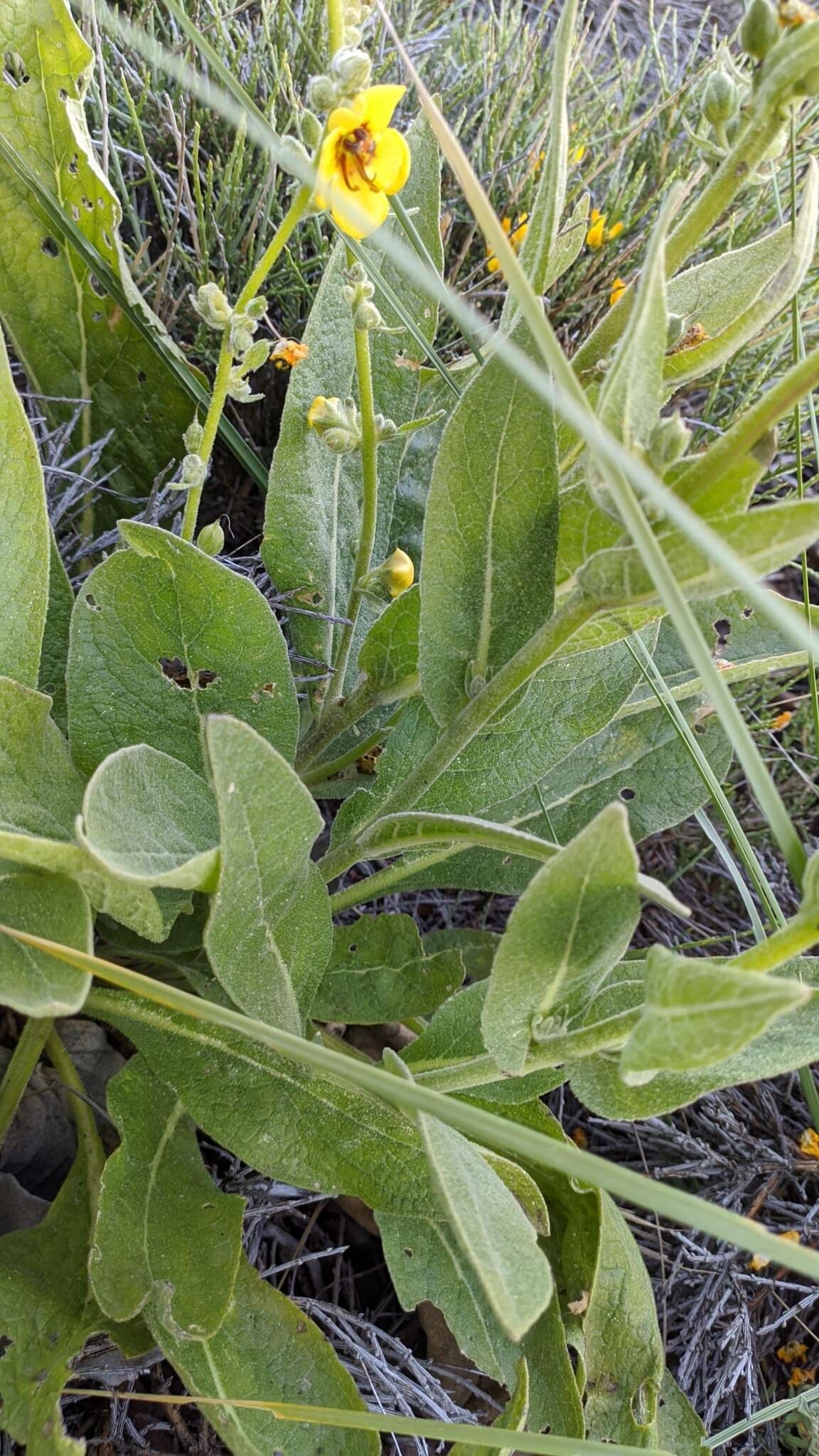 Image de Verbascum dentifolium Del.