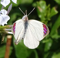 Image of Bushveld Purple Tip