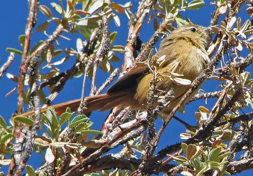 Image of Tawny Tit-Spinetail