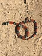 Image of False Coral Snake