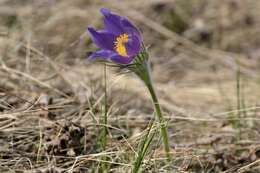 Image of Eastern Pasque Flower