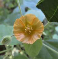 Image of Abutilon ramosum (Cav.) Guill.