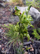 Image de Chloraea viridiflora Poepp.