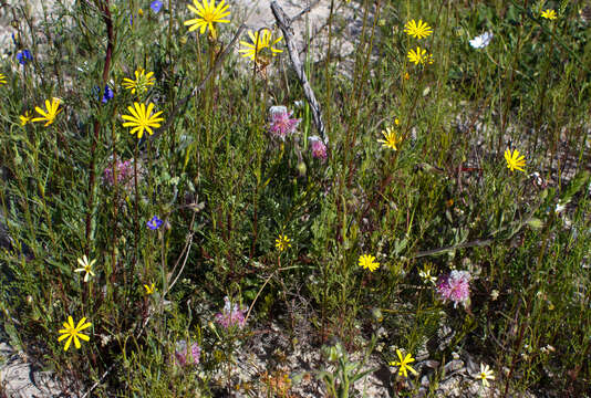 Imagem de Serruria furcellata R. Br.