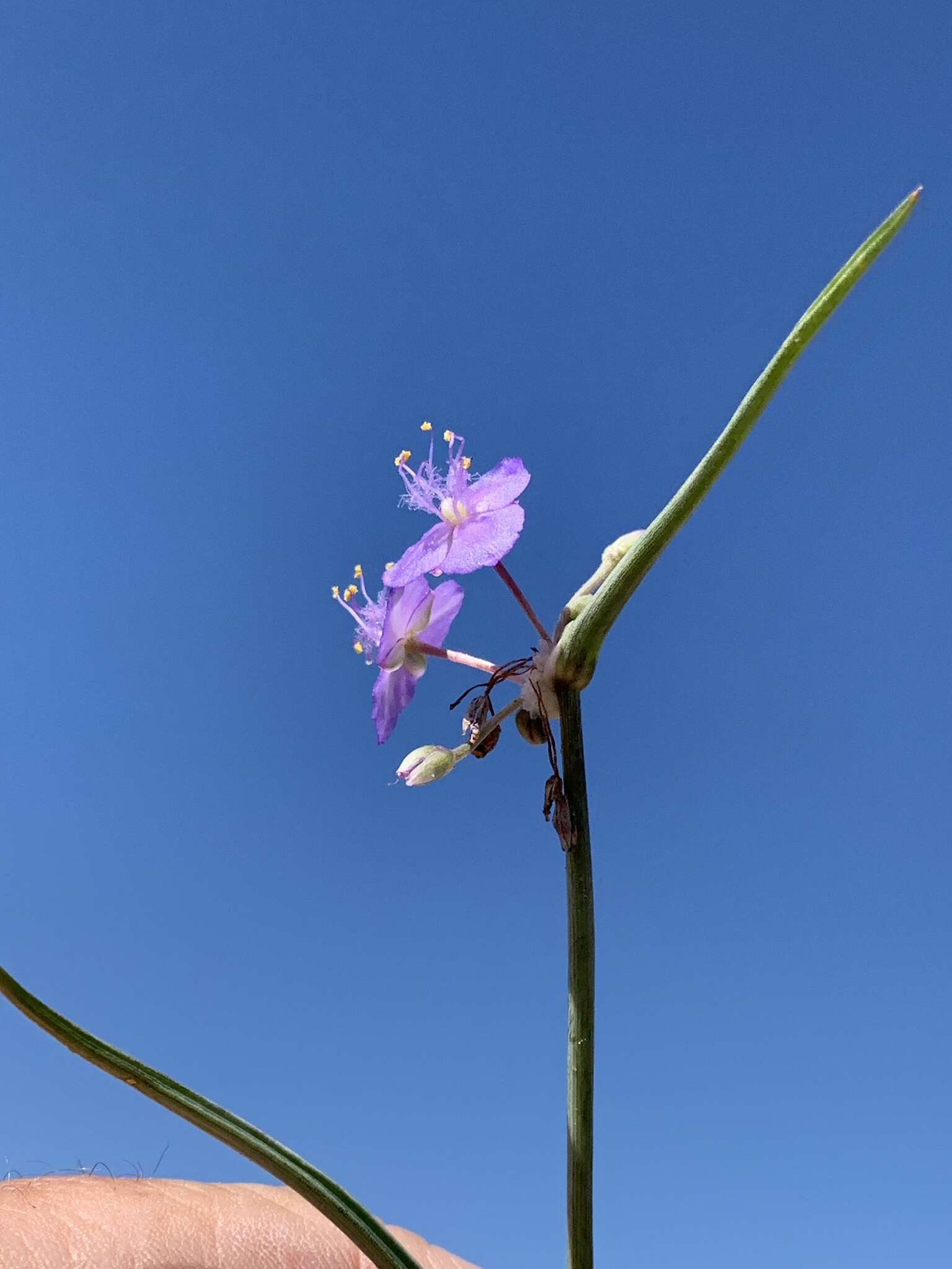 Image of Wright's Spiderwort