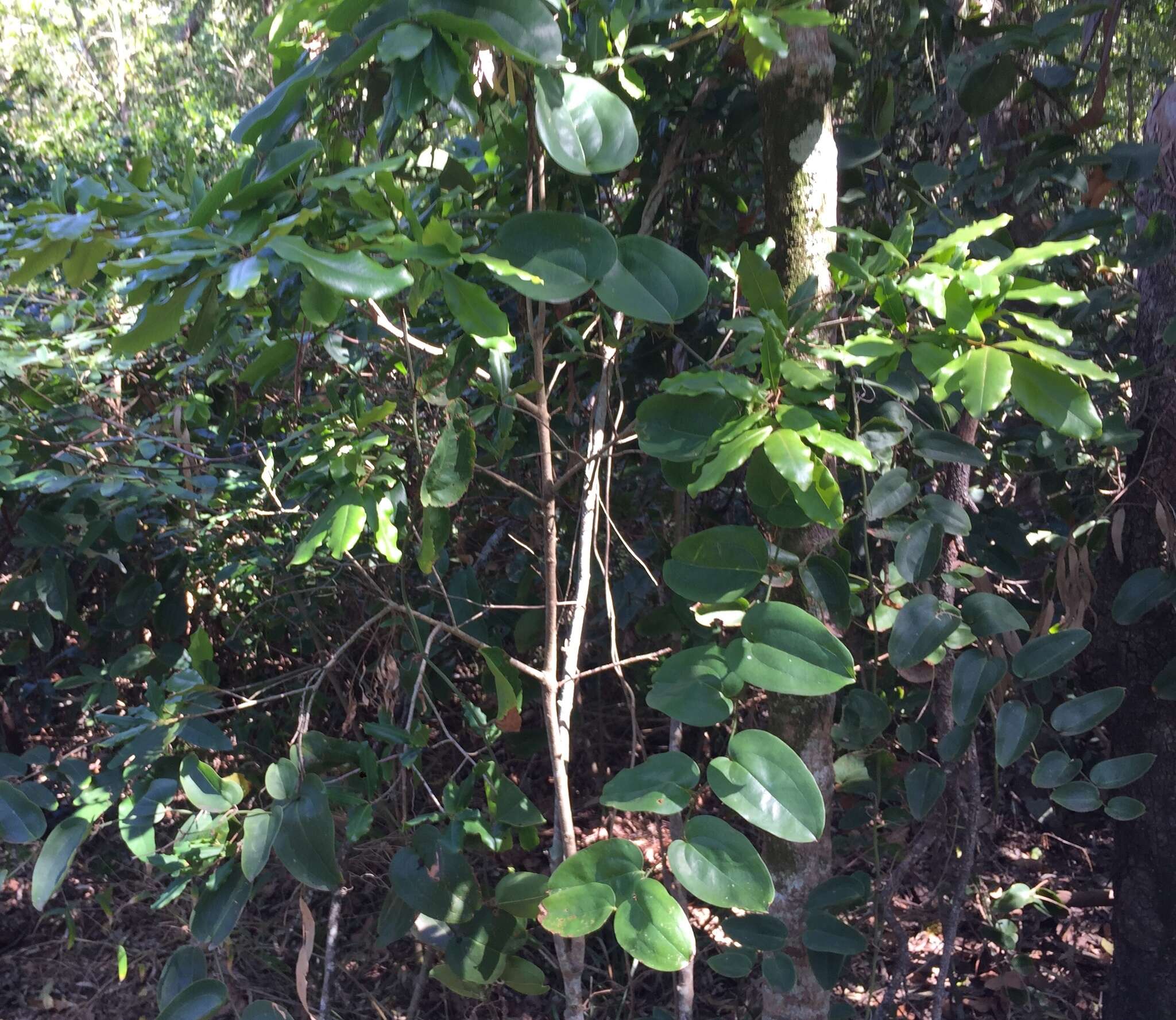 Image of Smilax australis R. Br.