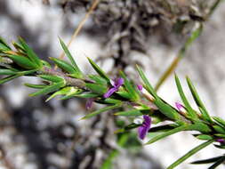 Image of Muraltia brachypetala Dod