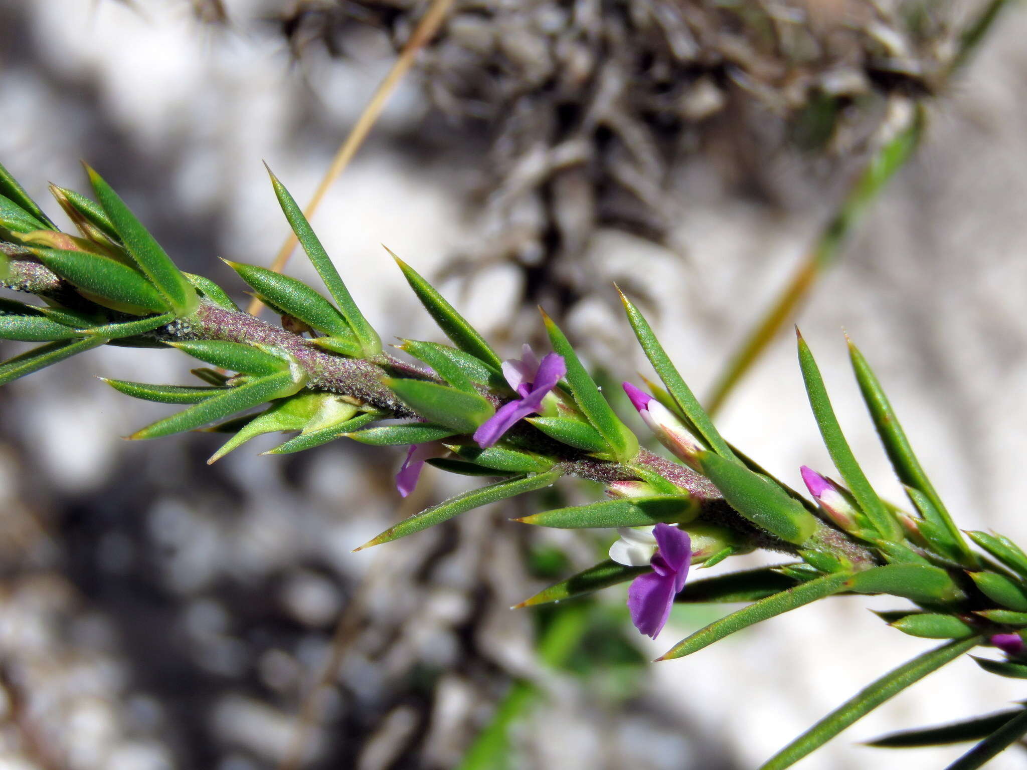 Image of Muraltia brachypetala Dod