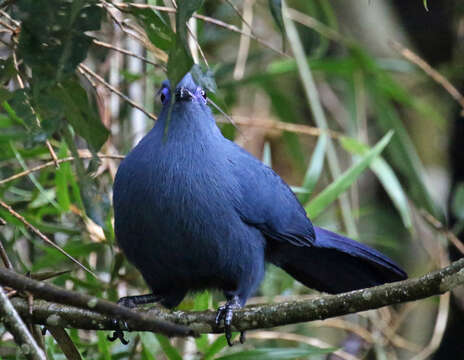 Plancia ëd Coua caerulea (Linnaeus 1766)