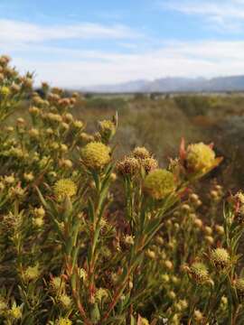 Image of <i>Leucadendron lanigerum</i> var. <i>laevigatum</i>