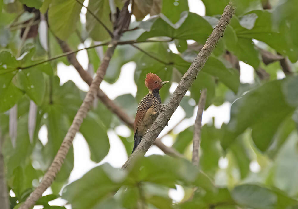 Image of Caatinga Woodpecker