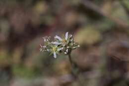 Image of Border Honeydew