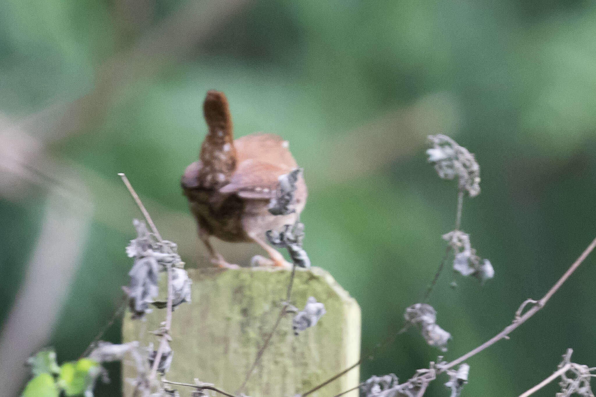 Image of Eurasian Wren