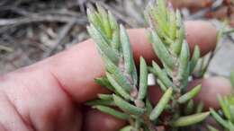 Image of Crassula biplanata Haw.