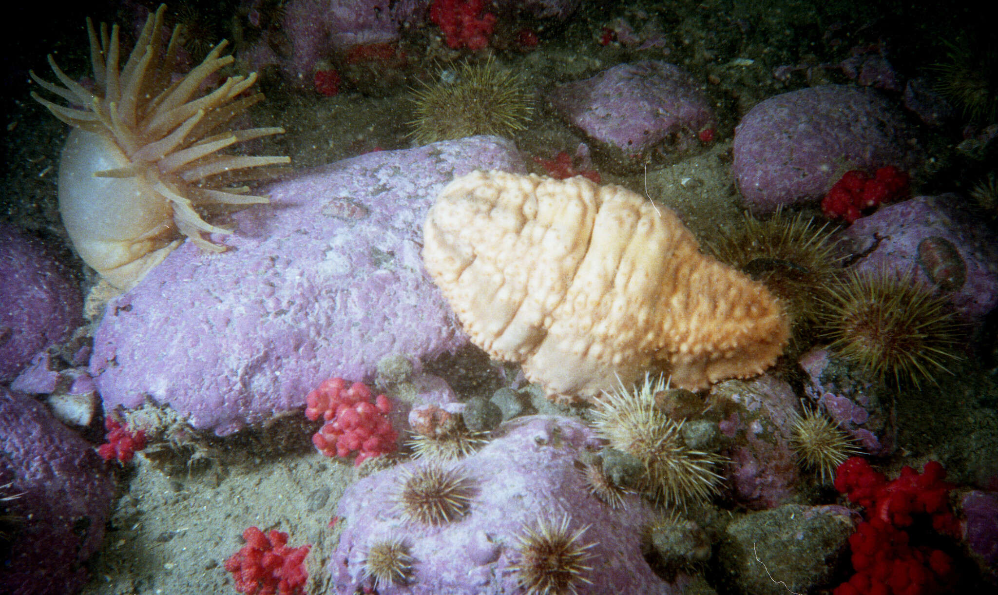 Image of Orange-footed sea cucumber