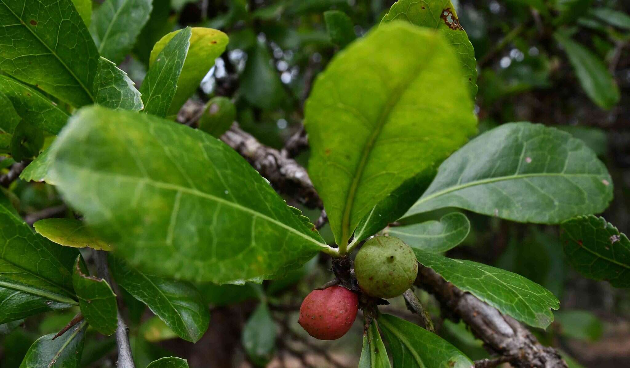 Plancia ëd Commiphora glandulosa Schinz